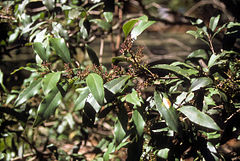 Notelaea longifolia.jpg