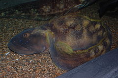 Ocean pout, Boston Aquarium.jpg