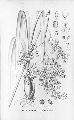 Oncidium blanchetii.jpg