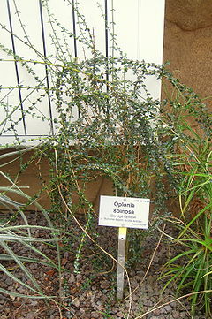 Oplonia spinosa - Berlin Botanical Garden - IMG 8733.JPG