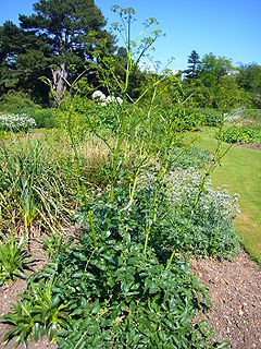 Opopanax chironium 2007-06-02 (plant).jpg