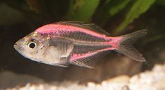 Painted Indian Glassy Fish.jpg