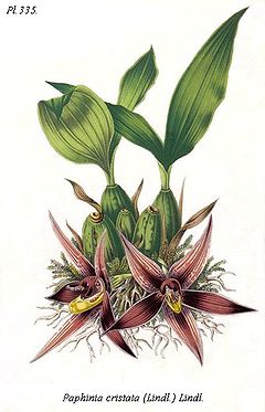 Paphinia cristata Guyane.jpg