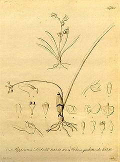 Papperitzia leiboldii - Cohniella quekettioides (as Cohnia quekettioides) - Xenia vol 1 pl 100 (1858).jpg
