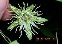 Passiflora lutea.JPG