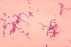 Peptostreptococcus spp 01.jpg