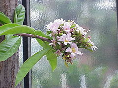 Pereskia grandifolia3.jpg