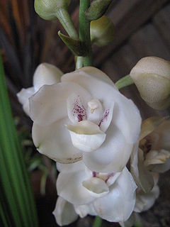 Peristeria elata2.jpg