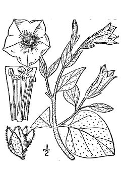Petunia axillaris USDA.jpg