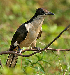 Pied Cuckoo (Clamator jacobinus) in AP W IMG 4009.jpg