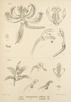 Pilophyllum villosum - Die Orchideen von Java - Tafel 45.jpg