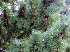 Pinus peuce 01.jpg