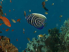 Pomacanthus imperator (Emperor angelfish) juvenile Timor.jpg