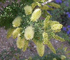 Prosopis pubescens inflorescence 2003-06-02.jpg