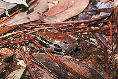 Pseudacris ornata.jpg