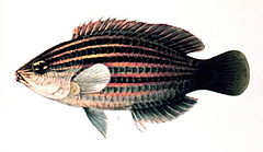 Pseudocheilinus hexataenia.jpg