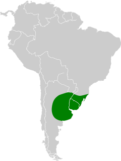       Distribución del pecho amarillo chico en América del Sur