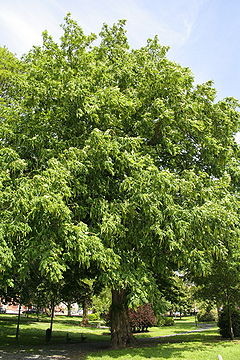 Pterocarya fraxinifolia JPG3a.jpg