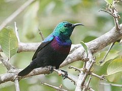 Purple-banded Sunbird (Cinnyris bifasciatus).jpg