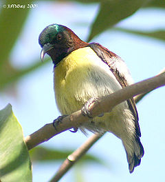 Purple rumped Sunbird (Male)- I2- Kolkata IMG 7714.jpg