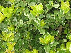 Quercus agrifolia foliage.jpg