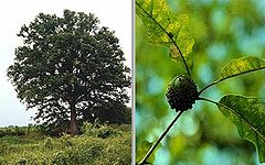 Quercus lyrata (TVA).jpg