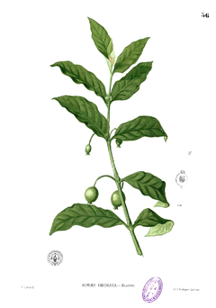 Randia densiflora Blanco1.56.png