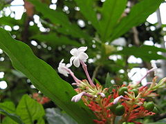 Rauwolfia serpentina(Flower).jpg
