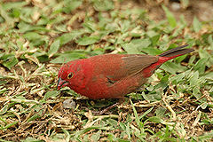 Red billed firefinch mbweya.jpg