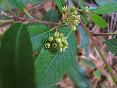 Rhamnus californica ssp californica.jpg