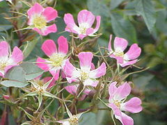 Rosa rubrifolia0.jpg