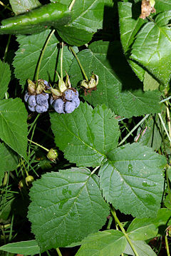 Rubus caesius 02 by-dpc.jpg