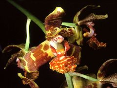 Rudolfiella floribunda Orchi 05.jpg