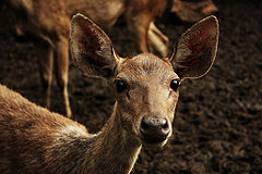Rusa Deer (C. Timorensis).jpg