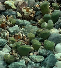 SDC11412 - Lithops villetii.JPG