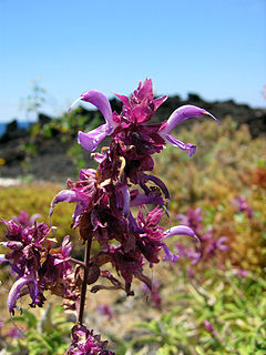 Salvia canariensis.jpg