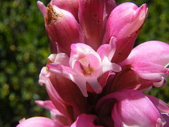 Satyrium carneum flower 2.JPG