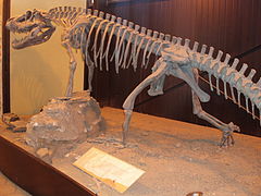 Saurosuchus galilei Ischigualasto.JPG