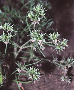 Scleranthus annuus eF.jpg