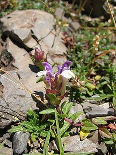 Scutellaria alpina.jpg