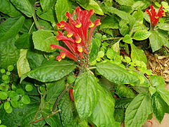 Scutellaria costaricana.jpeg
