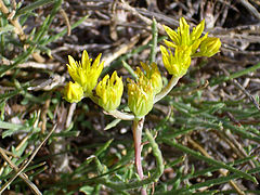 Sedum amplexicaule FlowersCloseup 25July2009 2100m SierraNevada.jpg