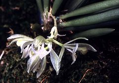 Seegeriella pinifolia Orchi 002.jpg