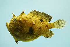 Singlespot frogfish ( Antennarius radiosus ).jpg