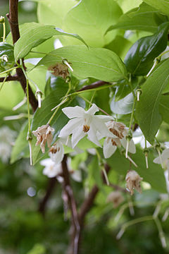 Sinojackia xylocarpa fleurs.jpg