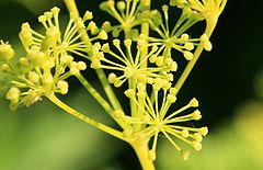 Smyrnium-perfoliatum-flowers.jpg