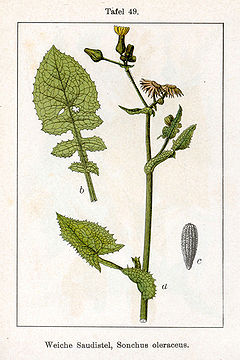 Sonchus oleraceus Sturm49.jpg