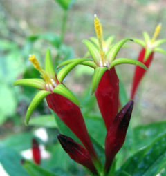 Spigelia marilandica - woodland pinkroot - desc-flowers 3.jpg