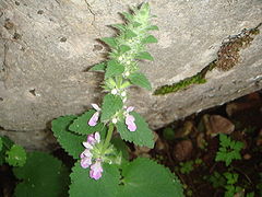 Stachys circinata.JPG