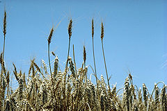 Standing wheat in Kansas.jpg